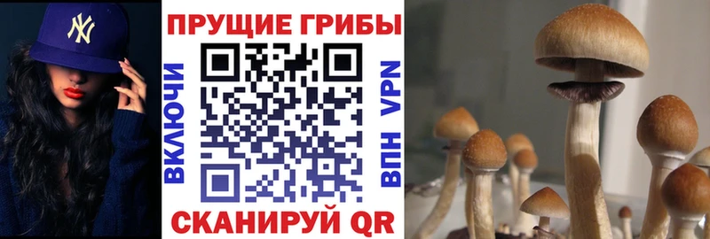 Галлюциногенные грибы Psilocybe  Купить закладки  Мураши 